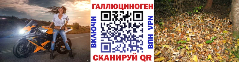 Псилоцибиновые грибы Psilocybine cubensis  Холмск 